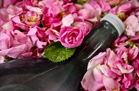تصویر 3 از خرید و قیمت گلاب سحرخیز + فروش عمده